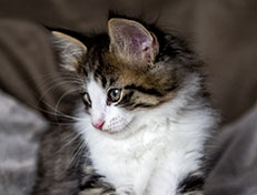 Wildfee's Norwegische Waldkatzen Wildfee's Abraxas - 8 Wochen alt