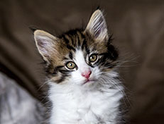 Wildfee's Norwegische Waldkatzen Wildfee's Andrassy - 8 Wochen alt