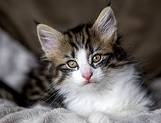 Wildfee's Norwegische Waldkatzen Wildfee's Andrassy - 8 Wochen alt