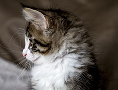 Wildfee's Norwegische Waldkatzen Wildfee's Arvandil - 8 Wochen alt
