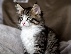 Wildfee's Norwegische Waldkatzen Wildfee's Arvandil - 8 Wochen alt