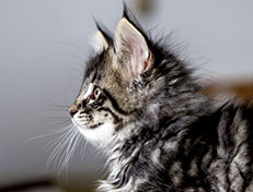Wildfee's Norwegische Waldkatzen Wildfee's Avra-Tigra - 8 Wochen alt