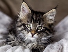 Wildfee's Norwegische Waldkatzen Wildfee's Avra-Tigra - 8 Wochen alt