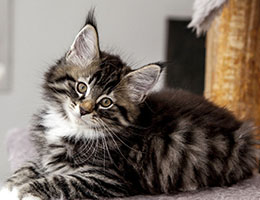 Wildfee's Norwegische Waldkatzen Wildfee's Balerion - 10 Wochen alt