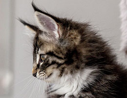 Wildfee's Norwegische Waldkatzen Wildfee's Balerion - 10 Wochen alt