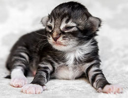 Wildfee's Norwegische Waldkatzen Wildfee's Balerion - eine Woche alt
