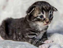 Wildfee's Norwegische Waldkatzen Wildfee's Balerion - 2 Wochen alt
