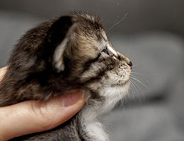 Wildfee's Norwegische Waldkatzen Wildfee's Balerion - 3 Wochen alt