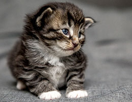 Wildfee's Norwegische Waldkatzen Wildfee's Balerion - 3 Wochen alt
