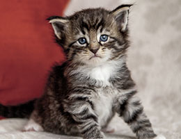 Wildfee's Norwegische Waldkatzen Wildfee's Balerion - 4 Wochen alt