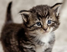 Wildfee's Norwegische Waldkatzen Wildfee's Balerion - 4 Wochen alt