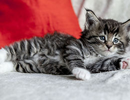 Wildfee's Norwegische Waldkatzen Wildfee's Balerion - 5 Wochen alt