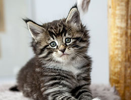 Wildfee's Norwegische Waldkatzen Wildfee's Balerion - 6 Wochen alt