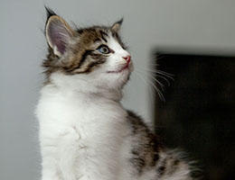 Wildfee's Norwegische Waldkatzen Wildfee's Barathea - 6 Wochen alt