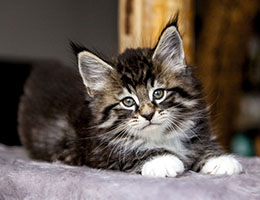 Wildfee's Norwegische Waldkatzen Wildfee's Balerion - 7 Wochen alt