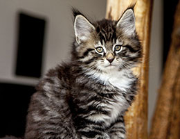 Wildfee's Norwegische Waldkatzen Wildfee's Balerion - 8 Wochen alt
