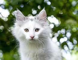 Wildfee's Norwegische Waldkatzen Wildfee's Carrie - 10 Wochen alt