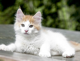 Wildfee's Norwegische Waldkatzen Wildfee's Craster - 10 Wochen alt