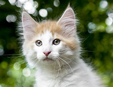 Wildfee's Norwegische Waldkatzen Wildfee's Craster - 10 Wochen alt