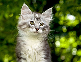 Wildfee's Norwegische Waldkatzen Wildfee's Csilva - 10 Wochen alt