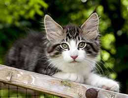 Wildfee's Norwegische Waldkatzen Wildfee's Cungalv - 10 Wochen alt