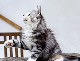 Wildfee's Norwegische Waldkatzen Wildfee's Cyrilie - 10 Wochen alt