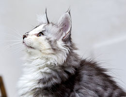 Wildfee's Norwegische Waldkatzen Wildfee's Cyrilie - 10 Wochen alt