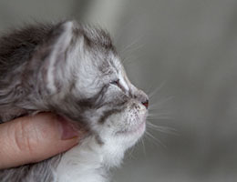 Wildfee's Norwegische Waldkatzen Wildfee's Csilva - 3 Wochen alt