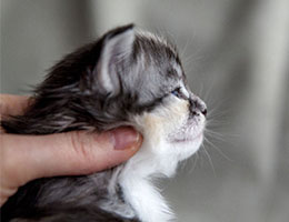 Wildfee's Norwegische Waldkatzen Wildfee's Cyrilie - 3 Wochen alt