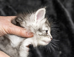 Wildfee's Norwegische Waldkatzen Wildfee's Csilva - 4 Wochen alt