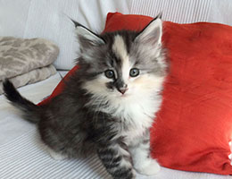 Wildfee's Norwegische Waldkatzen Wildfee's Cyrilie - 6 Wochen alt