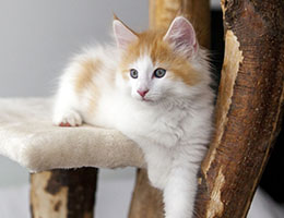 Wildfee's Norwegische Waldkatzen Wildfee's Craster - 8 Wochen alt