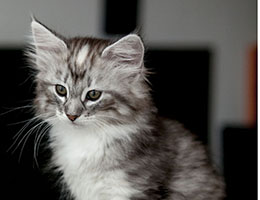 Wildfee's Norwegische Waldkatzen Wildfee's Csilva - 8 Wochen alt