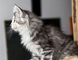 Wildfee's Norwegische Waldkatzen Wildfee's Cyrilie - 8 Wochen alt