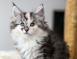 Wildfee's Norwegische Waldkatzen Wildfee's Cyrilie - 8 Wochen alt