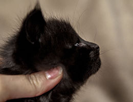 Wildfee's Norwegische Waldkatzen Wildfee's Doreah - 4 Wochen alt