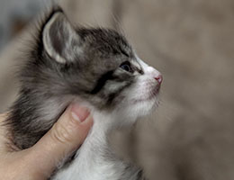 Wildfee's Norwegische Waldkatzen Wildfee's Dracarys - 4 Wochen alt