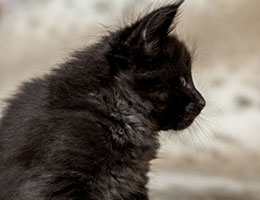 Wildfee's Norwegische Waldkatzen Wildfee's Daemon - 6 Wochen alt