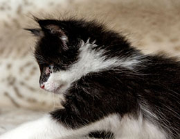 Wildfee's Norwegische Waldkatzen Wildfee's Deluxe - 6 Wochen alt