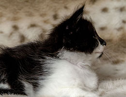 Wildfee's Norwegische Waldkatzen Wildfee's Dinti - 6 Wochen alt