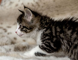 Wildfee's Norwegische Waldkatzen Wildfee's Dracarys - 6 Wochen alt