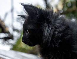 Wildfee's Norwegische Waldkatzen Wildfee's Daemon - 9½ Wochen alt