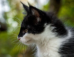 Wildfee's Norwegische Waldkatzen Wildfee's Deluxe - 9½ Wochen alt