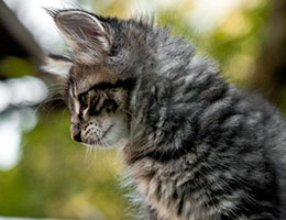 Wildfee's Norwegische Waldkatzen Wildfee's Dodo - 9½ Wochen alt