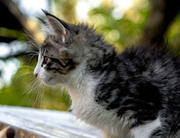 Wildfee's Norwegische Waldkatzen Wildfee's Dracarys - 9½ Wochen alt
