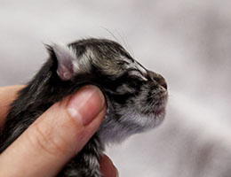 Wildfee's Norwegische Waldkatzen Wildfee's Elifee - zwei Tage alt