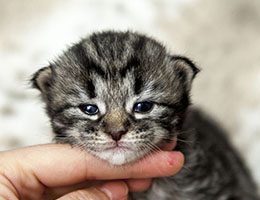 Wildfee's Norwegische Waldkatzen Wildfee's Elifee - 2 Wochen alt