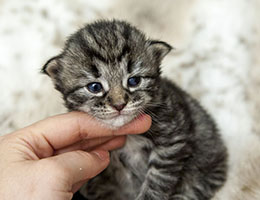 Wildfee's Norwegische Waldkatzen Wildfee's Elifee - 2 Wochen alt