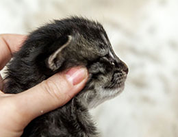 Wildfee's Norwegische Waldkatzen Wildfee's Elinka - 2 Wochen alt