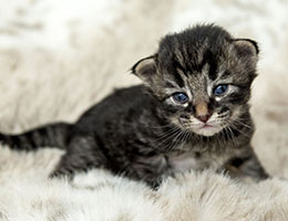 Wildfee's Norwegische Waldkatzen Wildfee's Elinka - 2 Wochen alt